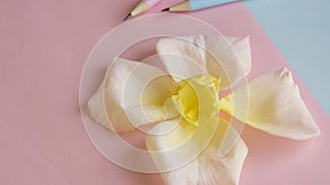Pastel colors background with flower and pensils, creation creative concept