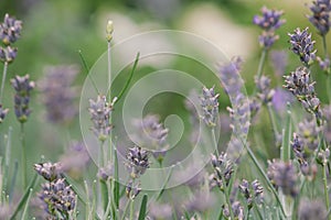 Lavandula Angostifolia Munstead - selective focus of lavender stems in summer with copy space