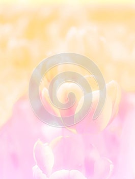 Pastel colour of tulip flower background