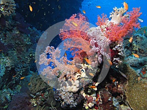 Pastel colours at Gota Kebir, St John's reefs, Red Sea, Egypt photo