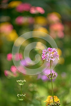 Pastel colours of the slender Primula Candelabra.