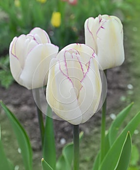 Pastel double tulips. White tulips closeup