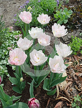 Pastel double tulips. White tulips closeup