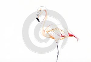 Pastel Drawing Flamingo A flamingo's delicate form sketched in s photo