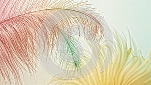Pastel Feather Texture