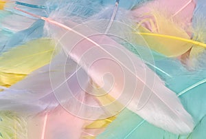 Pastel Feathers