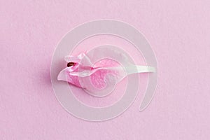 Pastel flower petal, symbol of vulva, clitoris, vagina, erotic minimal concept