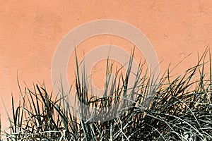 Pastel green long leaves of grass on an orange wall