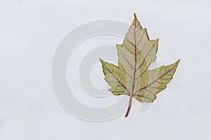 Pastel Green and Red Fall Maple Leaf