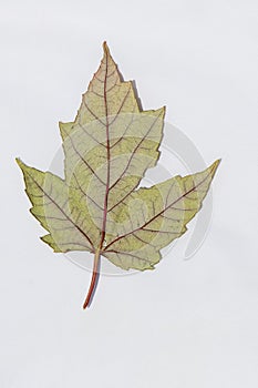 Pastel Green and Red Fall Maple Leaf, Enlarged