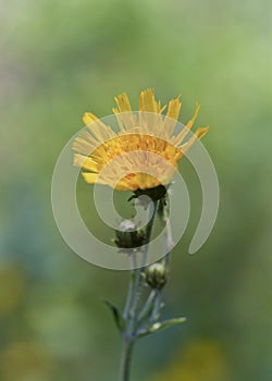 Pastel Hawkweed