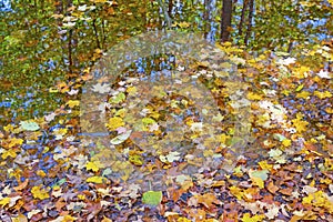 Pastel Leaves and Autumn Reflections in a Forest Pond