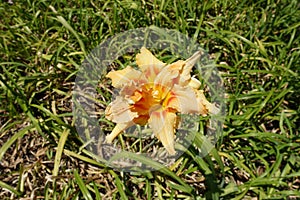 Pastel orange double flower of Hemerocallis fulva