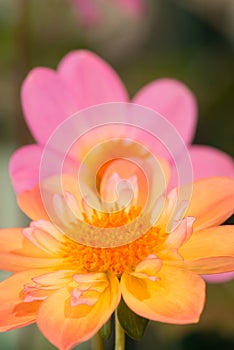 Pastel orange and red colored dahlia