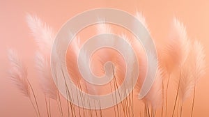 Pastel peach fuzz Cortaderia selloana pampas background