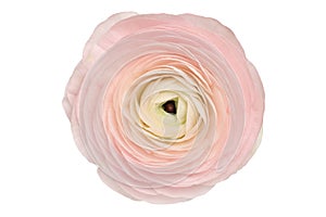 Ranunculus