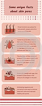 Pastel Peach Some unique facts about skin pores infographic