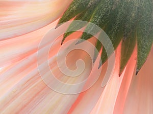 Pastel Petals of a Gerbera Daisy