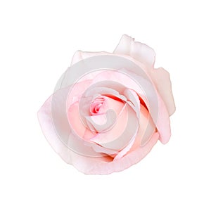 Pastel pink of beautiful rose flower isolated on white background