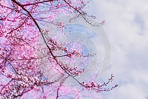 Pastel pink cherry blossom branches and buds with light blue sky