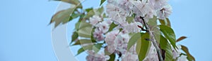 Pastel pink cherry sakura in Japan in blossoming season