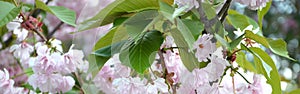 Pastel pink cherry sakura in Japan in blossoming season