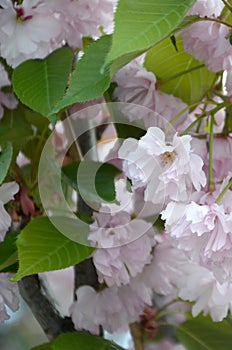 Pastel pink cherry sakura in Japan in blossoming season