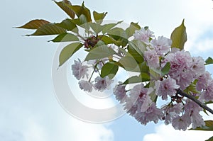 Pastel pink cherry sakura in Japan in blossoming season