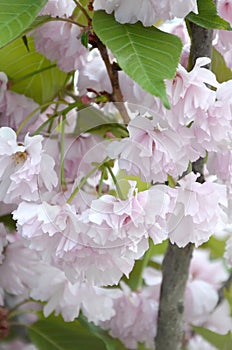 Pastel pink cherry sakura in Japan in blossoming season