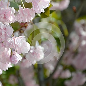 Pastel pink cherry sakura in Japan in blossoming season