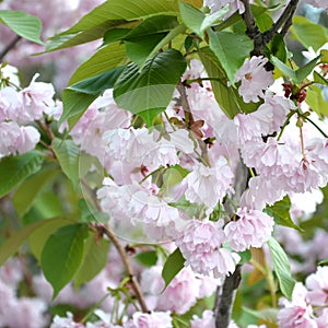 Pastel pink cherry sakura in Japan in blossoming season