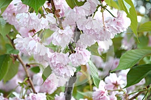 Pastel pink cherry sakura in Japan in blossoming season