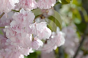 Pastel pink cherry sakura in Japan in blossoming season