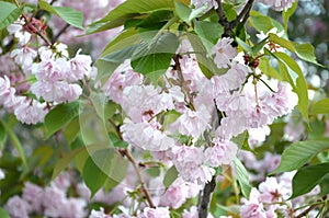 Pastel pink cherry sakura in Japan in blossoming season