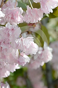 Pastel pink cherry sakura in Japan in blossoming season