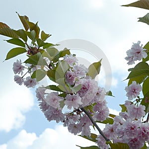 Pastel pink cherry sakura in Japan in blossoming season