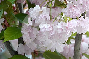 Pastel pink cherry sakura in Japan in blossoming season