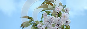 Pastel pink cherry sakura in Japan in blossoming season