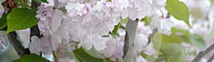 Pastel pink cherry sakura in Japan in blossoming season