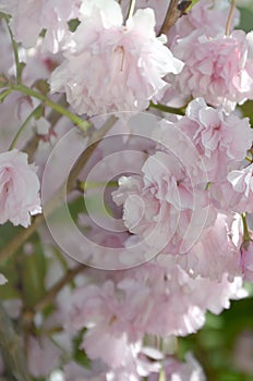 Pastel pink cherry sakura in Japan in blossoming season