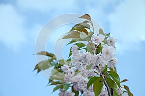 Pastel pink cherry sakura in Japan in blossoming season