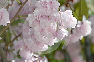 Pastel pink cherry sakura in Japan in blossoming season