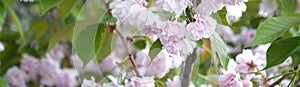 Pastel pink cherry sakura in Japan in blossoming season