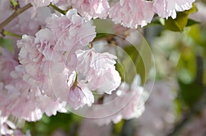 Pastel pink cherry sakura in Japan in blossoming season