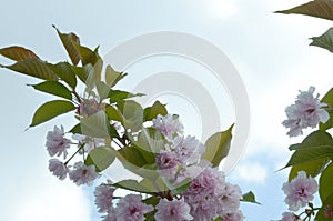 Pastel pink cherry sakura in Japan in blossoming season