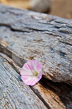 Pastel Pink Flower on Weathered Wood in Soft Daylight