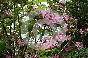 Pastel pink flowers in the leafage of Weigela florida in May photo