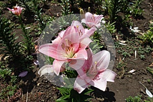 Pastel pink flowers of lilies