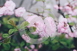 Pastel pink flowers of oriental chinese cherry sakura tree