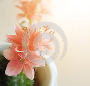 Pastel pink liliy flowers in pot with soft and blurred filter and warm light